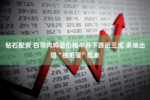 钻石配资 白羽肉鸡苗价格半月下跌近三成 多地出现“抽毛蛋”现象
